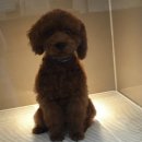 24시청주i동물병원 이미지