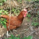 야순농장 이미지