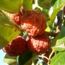 김준식농장 이미지