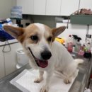 24시 위너스동물의료센터 이미지