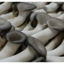 청정이원