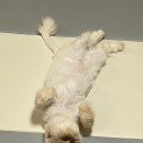 연희동물의료원 | 치부의방광염 혈뇨,피소변 고양이방광염후기(2)