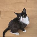 꼬맹이 | 4개월 만에 발정 온 막내 꼬맹이 중성화 수술 후기