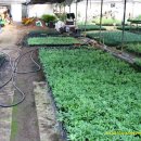 샬롬농원 이미지