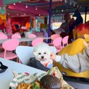 피그몬도넛 | 파주 애견동반 가능한 피그몬도넛 드디어 가본 내돈내산 후기