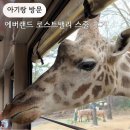 주말 에버랜드 정문(유료)주차장 주차 로스트밸리 스마트줄서기 후기