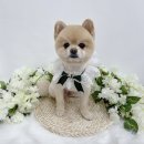 벨몽드펫 이미지