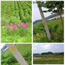 군남배수펌프장 이미지