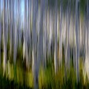 빛-자작나무 이미지