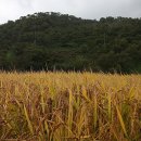 백제인동마을 이미지