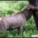 광경목장 이미지