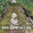 행복농장 | 세종 딸기따기 체험 행복한 농장 17개월 아기 체험 후기