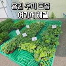춘향골농협수지지점 | 용인 수지 텃밭 준비 농자재 판매장 농협 모종 구매 솔직 후기