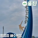 관동카써비스 | 울진 망양정 해수욕장 울진역에서 버스 관광택시 이용 꿀팁
