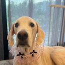 댕댕이 컷 이미지