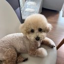 총각네 강아지 | 진주우렁총각 추천 무풍에어컨 청소 후기