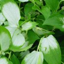 삼백초한의원 이미지