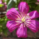 클레마티스 이미지