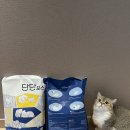 야옹섬 고양이모래 단단보스 벤토나이트 후기 🐱 먼지·응고력·혈뇨감지까지 직접 써본 솔직 리뷰