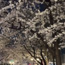 서울포장마차 | 서울 벚꽃 야장, 마포 염리초 포장마차 솔직후기