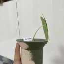 그로브팟 이미지