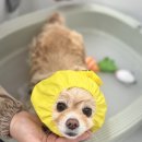 크린멍 이미지