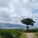 신덕공원 | 부산 강서구 대저생태공원 연꽃단지, 아침 산책으로 즐기는 연꽃 명소 (2026년 7월 실시간 개화 후기)