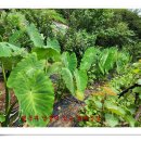 두대농장 이미지