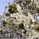 과수원길 이미지