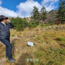 지리산큰나무 이미지
