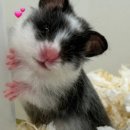 햄토피아 천안 불당점 이미지