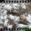 풍년꽃게 이미지