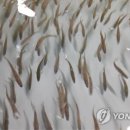명태가 이미지