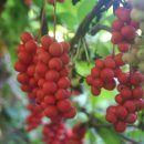 모정농원 이미지