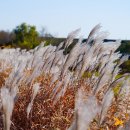 순천만짱둥어마을 이미지