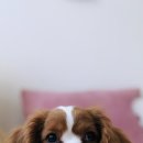 오창동물병원 이미지