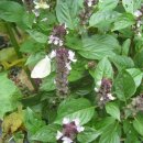 홀리허브 이미지