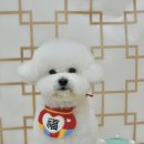 단풍이네 그루밍샵 이미지