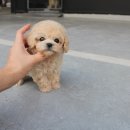펫마트 강아지 논산점 | 앗! 내가 꿈꾸던 댕댕이, 논산강아지분양 찾았어요! (요미펫 후기)