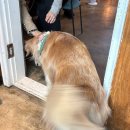 봉카페 | 서대문 명지대 강아지있는카페 [봉맨션] 후기🐕