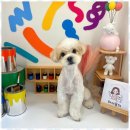 우리집강아지 애견미용 이미지