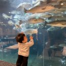 경주키즈플레이스 | 경주 감포 수족관 카페, 투썸플레이스 경주감포점 아기랑 방문 후기