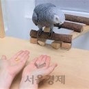 서울앵무새 연구소 이미지