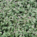 이넘 이름표 부탁합니다 ~~ 이미지