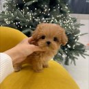 퍼피커뮤니케이션 이미지