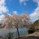 봄길 | 창녕 남지개비리길 수양벚꽃 후기 낙동강 따라 걷기 좋은 봄길