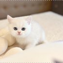 인천강아지분양고양이분양24시데려가개