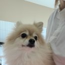 름자펫살롱 이미지