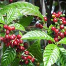 산토스커피(SANTOS COFFEE) 이미지