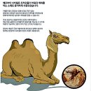 아이콘 소프트 | 📢 잠 못 드는 밤은 이제 그만! 🛌 하트앤소프트 프리미엄 낙타이불로 꿀잠 예약하세요 (진실 후기)